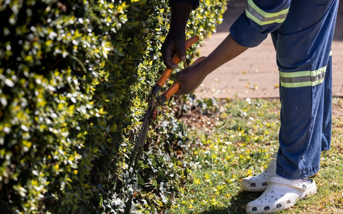 Gärtner schneidet eine Hecke mit der Heckenschere in Form